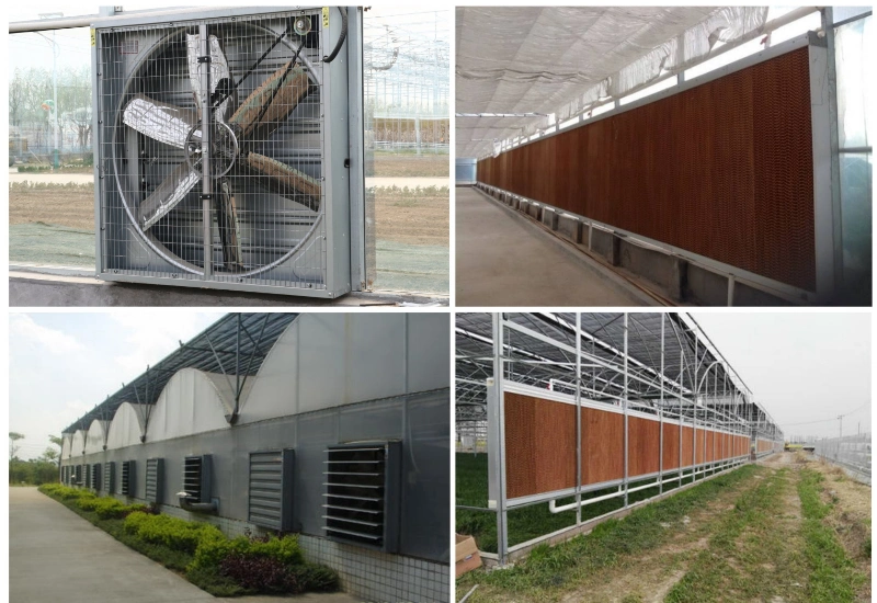 Extractor Axial Fans Ventilation Cooling Ventilator Centrifugal for Warehouse Fan Greenhouse Circulating